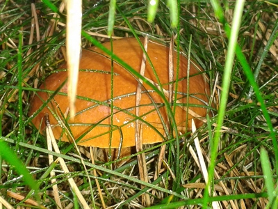 Zdjęcie: 5