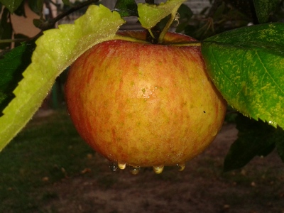 Zdjęcie: 7