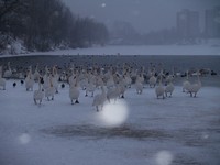 Powikszenie