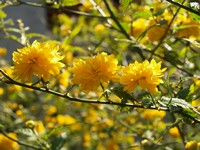 Powikszenie