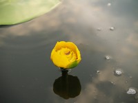 Powikszenie