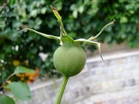 Powikszenie