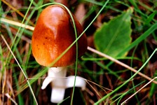 Powikszenie