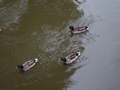 Zdjęcie: 45