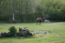 Zdjęcie: 6