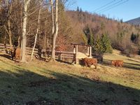 Zdjęcie: 14