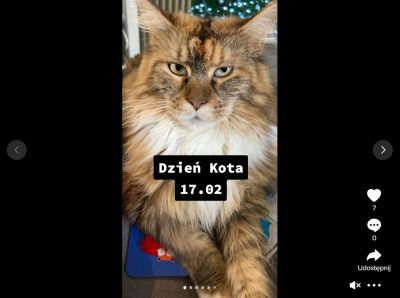 Dzień kota