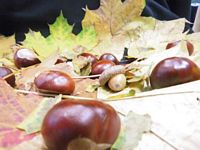 Ochwald Nela, Sułek Amelia