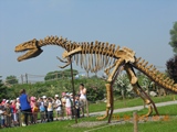Zdjęcie: 7