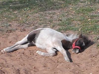 Zdjęcie: 3