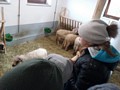 Zdjęcie: 18