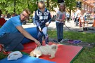 Zdjęcie: 102