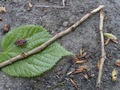 Zdjęcie: 24