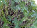Zdjęcie: 56