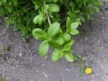Zdjęcie: 87