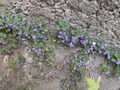 Zdjęcie: 27