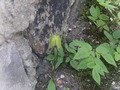 Zdjęcie: 37