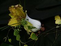 Zdjęcie: 1