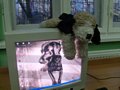 Zdjęcie: 95