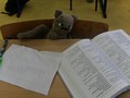 Zdjęcie: 11