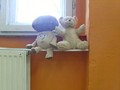 Zdjęcie: 26