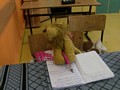 Zdjęcie: 38