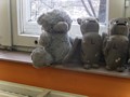 Zdjęcie: 7