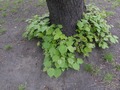 Zdjęcie: 28