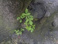 Zdjęcie: 33
