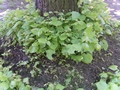 Zdjęcie: 25