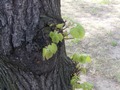 Zdjęcie: 13