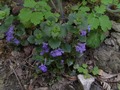 Zdjęcie: 51