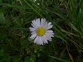 Zdjęcie: 28