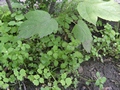 Zdjęcie: 31