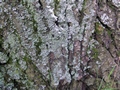 Zdjęcie: 61