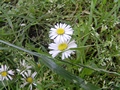 Zdjęcie: 68