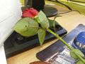 Zdjęcie: 85