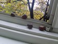Zdjęcie: 86