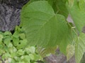 Zdjęcie: 55
