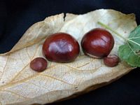 Zdjęcie: 1