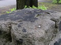 Zdjęcie: 120