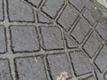 Zdjęcie: 155
